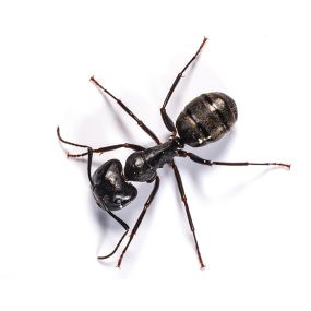 Carpenter Ant