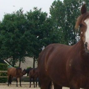 Lamoen Ponyrecreatie en Huifkarverhuur Het