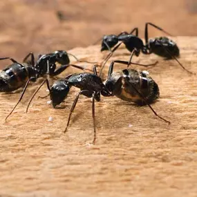 Carpenter Ants