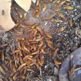 Termite infestation.