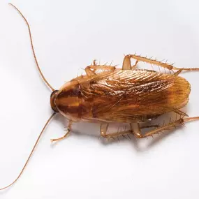 German cockroach