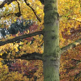 Theeschenkerij Velserbeek