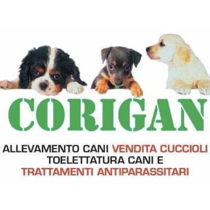 Logo de Allevamento  e Toelettatura Corigan