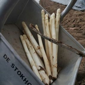 Bild von Stokhoven Asperge Boerderij De