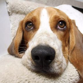 Did you know we can remove pet urine and pet odors? Your carpets will look and smell better after we clean your carpets.