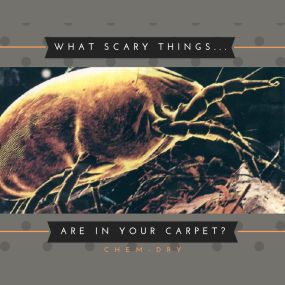 Dust mites, allergens, dirt, and bacteria are all scary things that hide in your carpet!