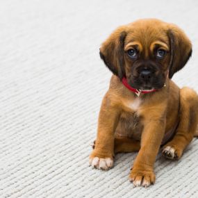 We all know that look...time to call Harborside Chem-Dry to remove pet urine and odors from carpet.