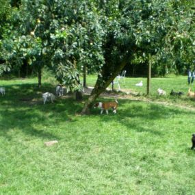 Hondenpension Het Oude Bos