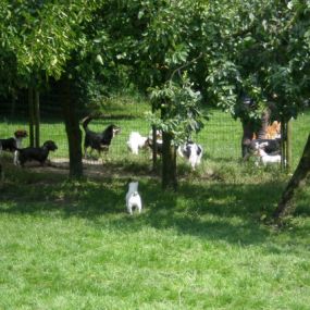 Hondenpension Het Oude Bos