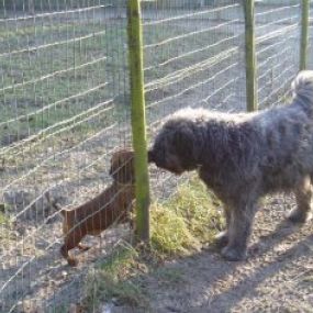 Hondenpension Het Oude Bos