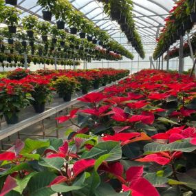 All about poinsettias!