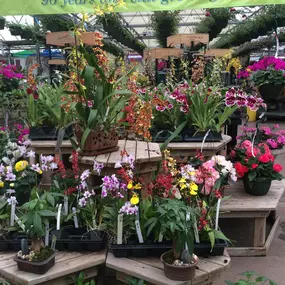 Bild von Alta Florist & Greenhouse