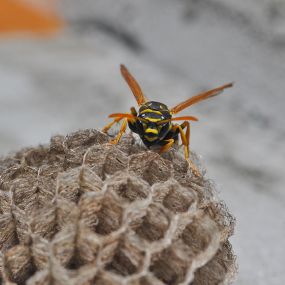 Hornet Nest Removal