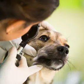 Bild von Banfield Pet Hospital