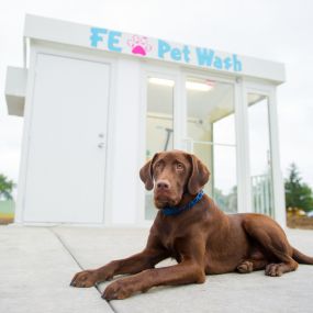 Pet Wash