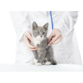 Bild von Všeobecná veterinární činnost – MVDr. Jan Vojta