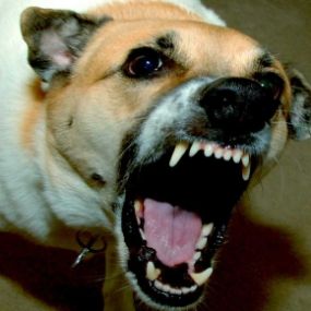 Dog Bite Claims Attorney
