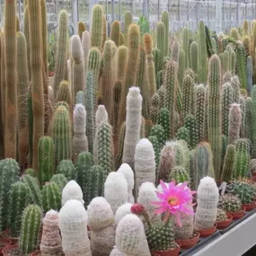 Bild von Cactusflower