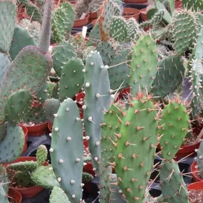 Bild von Cactusflower