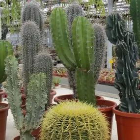 Bild von Cactusflower