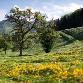 Wandern rund um das Bildungshaus Batschuns, es gibt tolle Wege - auch kleinere Rundwege zum Spazieren. Das Skigebiet Laterns ist mit den öffentlichen Verkehrsmitteln nicht weit.