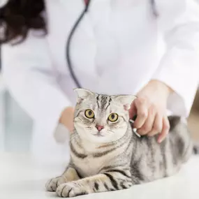 Bild von Banfield Pet Hospital