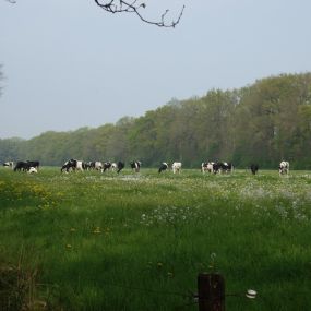 Bild von Justa Biologische Kaasboerderij