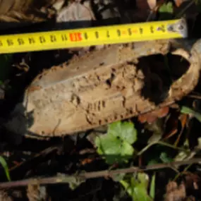 Bild von Medřík František RNDr. – geolog Pardubice, geologické práce