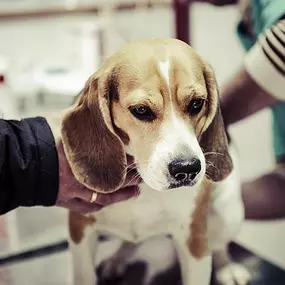 Bild von MVDr. SOUKUP - VETERINÁRNÍ LÉKAŘ