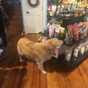 Dog food delivery available