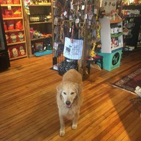 Best pet store for dog collars, dog food, dog treats, and pet clothes.