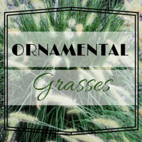 Excellent selection of ornamental grasses.