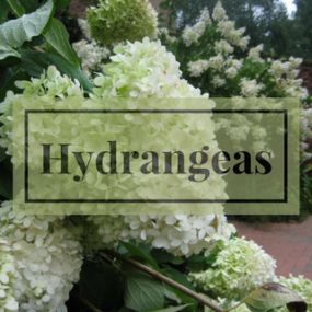 An incredible selection of hydrangeas.