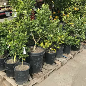 Browse our selection of beautiful plants and trees.