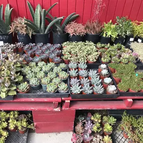 Great selection of succulents.