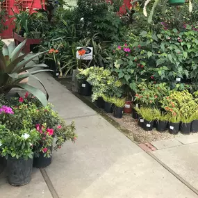 Beautiful selection of plants and trees.