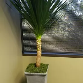 office plant stpre