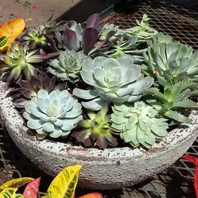 Succulents