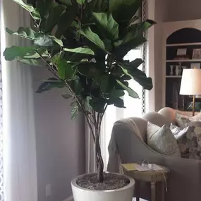 Indoor fiddle leaf figs