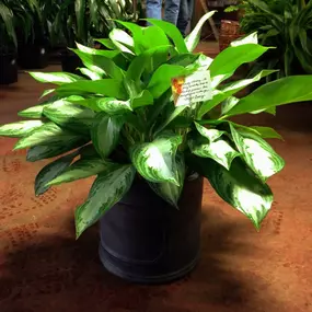 Tropical indoor plants