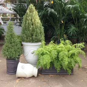 Great selection of indoor and out door plants