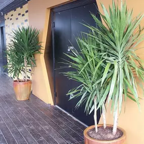 Beautiful patio plants and indoor plants