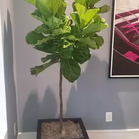 Gorgeous fiddle leaf figs!