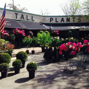 Tall Plants Plant Nursery