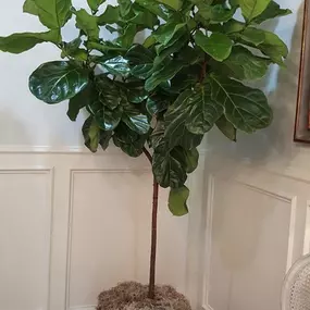 Best fiddle leaf figs!