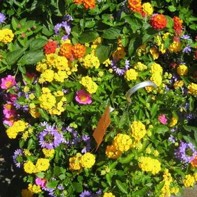 Outdoor hanging baskets