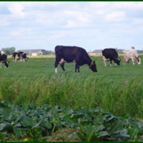 Kaas en IJsboerderij Cornelis Hoeve