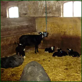 Kaas en IJsboerderij Cornelis Hoeve