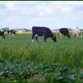 Kaas en IJsboerderij Cornelis Hoeve