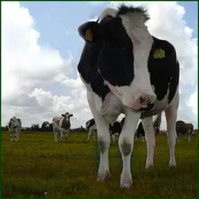 Kaas en IJsboerderij Cornelis Hoeve